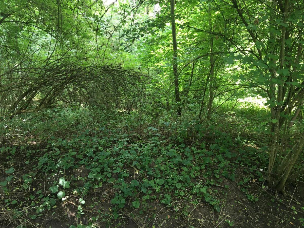Un Coin De Foret
