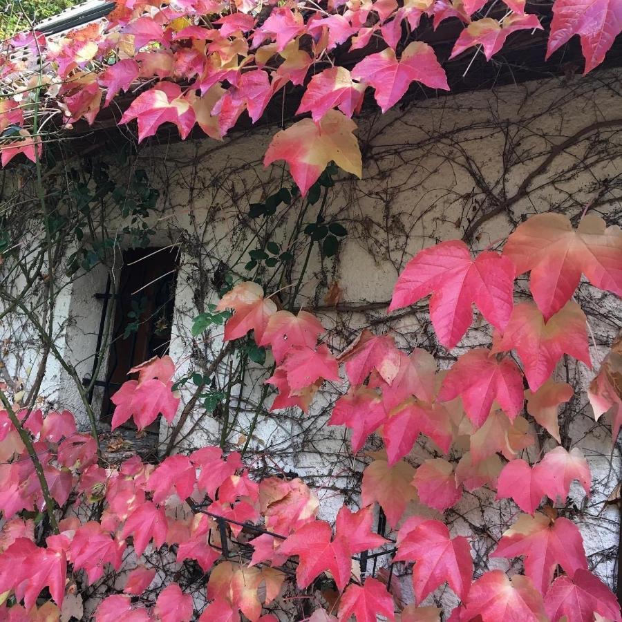 Homestay Un Coin De Foret *